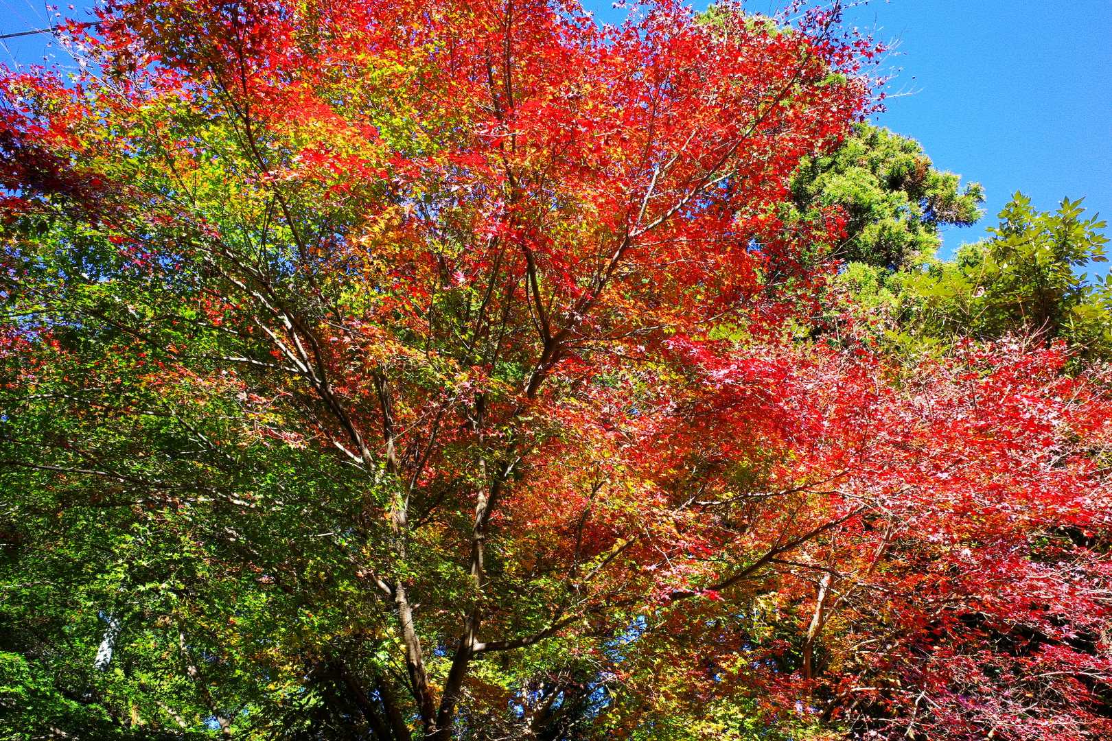 橋場バス停-大霧山登山口-大霧山-旧定峰峠-定峰峠-白石車 縦走コースの写真