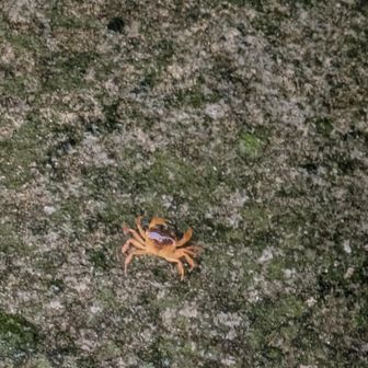 登り始めて間もなく
「か、かに〜！！！」（カエルじゃないんかーい🤣）

🐸の代わりに🦀がわんさか現る