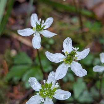 バイカオウレン
