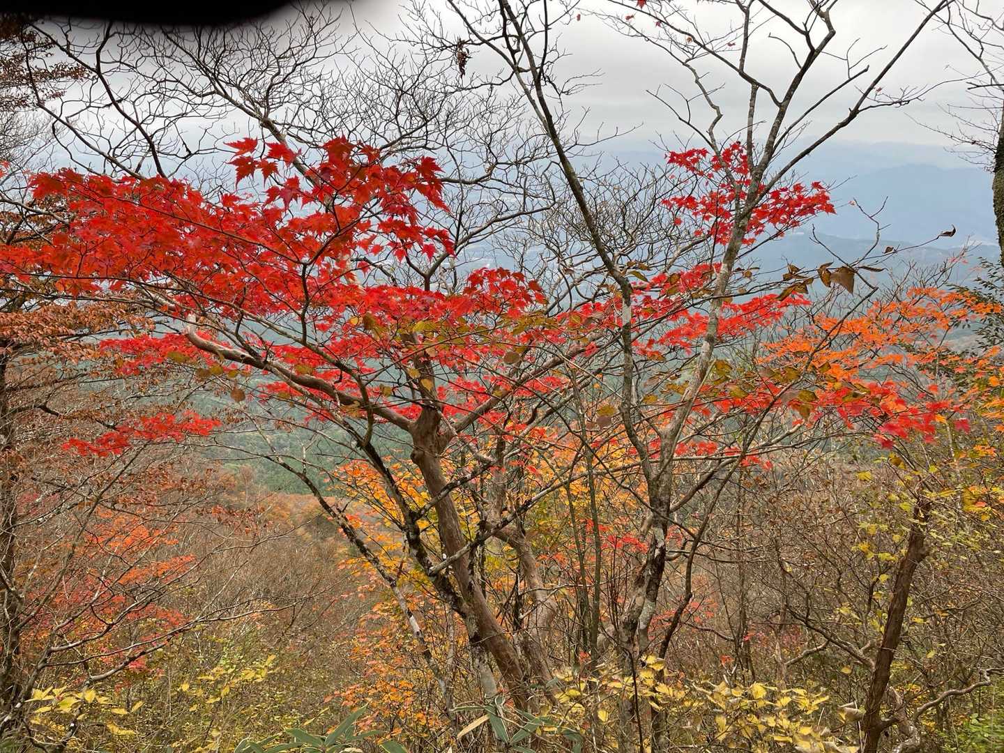 乙女駐車場-乙女峠-長尾山-金時山 往復コースの写真