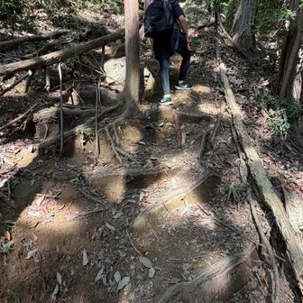 ろまんちっく村から登山口までは日向で暑かったけど、木陰が涼しくて歩きやすい😙