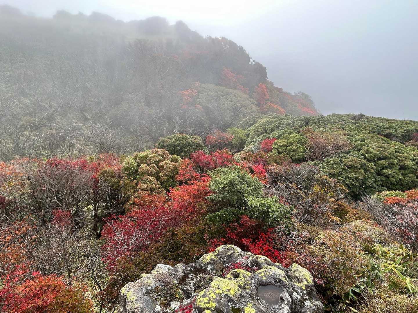 とりあえず
見える範囲で
紅葉鑑賞((´∀｀*))ﾜ-ｲ