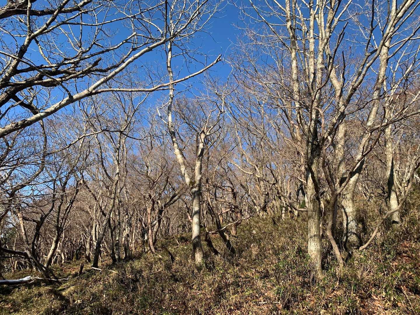 山頂に紅葉はなし