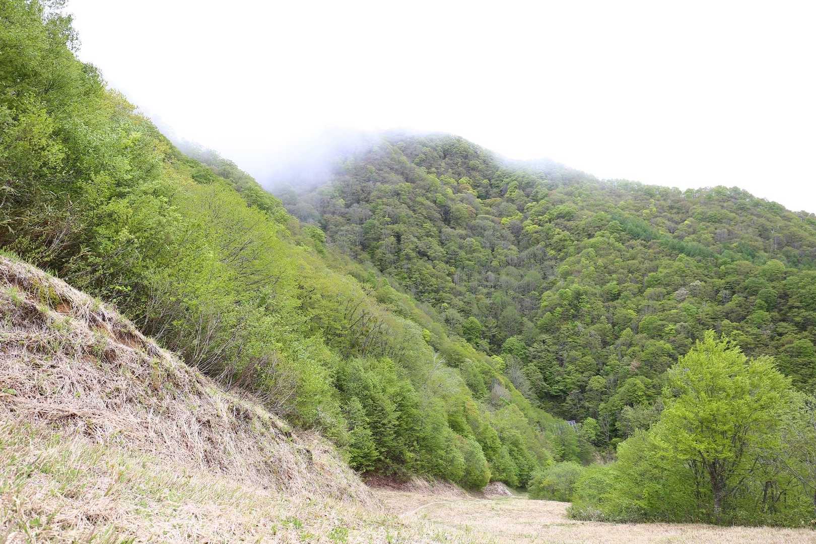 カーブを曲がって、山頂方面を見上げるが、幻想的な雰囲気☁️