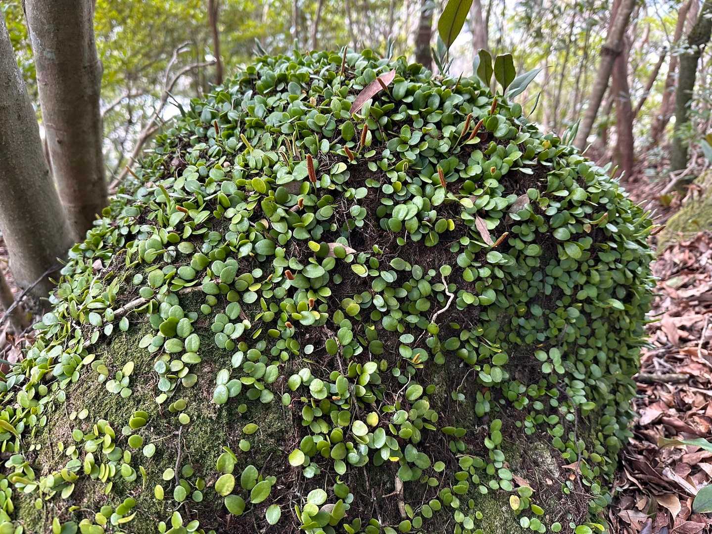 マメヅタ