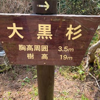 4大杉の一つ