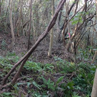 砲弾跡No6：No7よりは少し大きい？