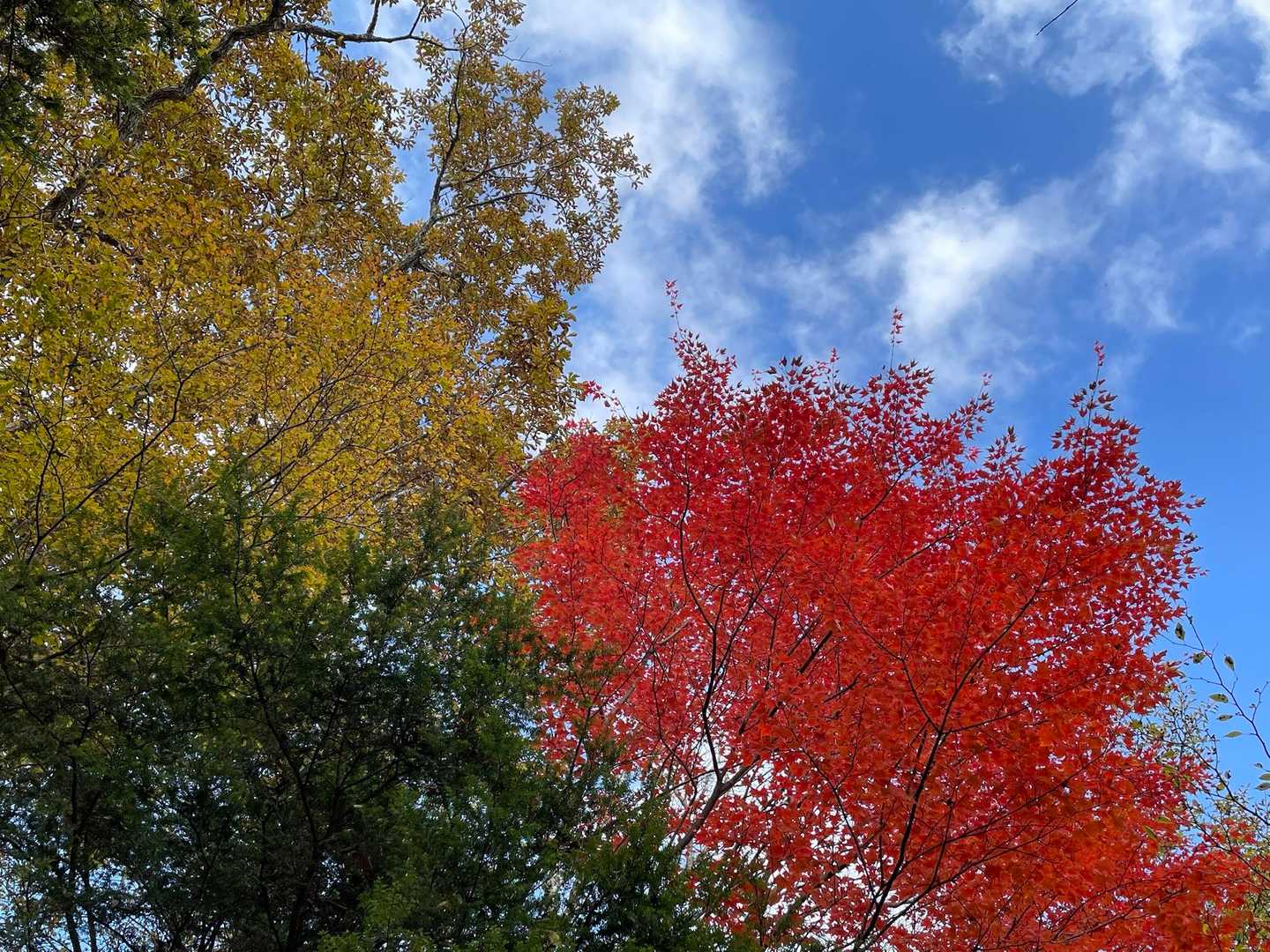 赤と黄と緑と青空