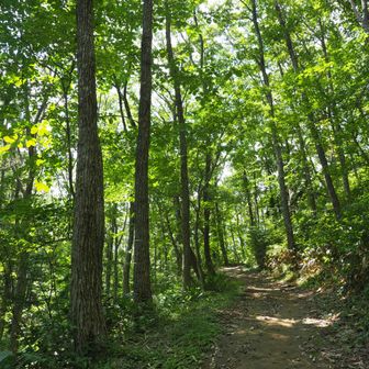 南登山口からスタートして、林間コースを上っていきます。傾斜の緩やかな木陰の道が続く上に、道中、水場もあるので、暑い時期には超お勧めです（特に上り！）。