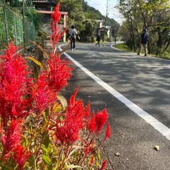 これは花なのか
黄色もあった