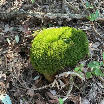 もふもふ♡
座ったらきっとズボン緑色になるね！