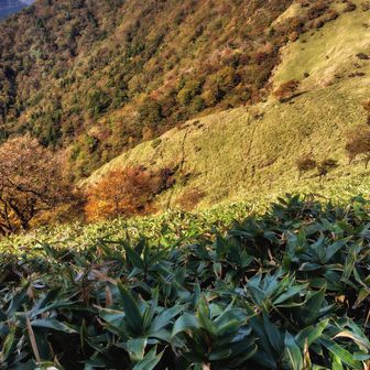 山頂手前からの大森山