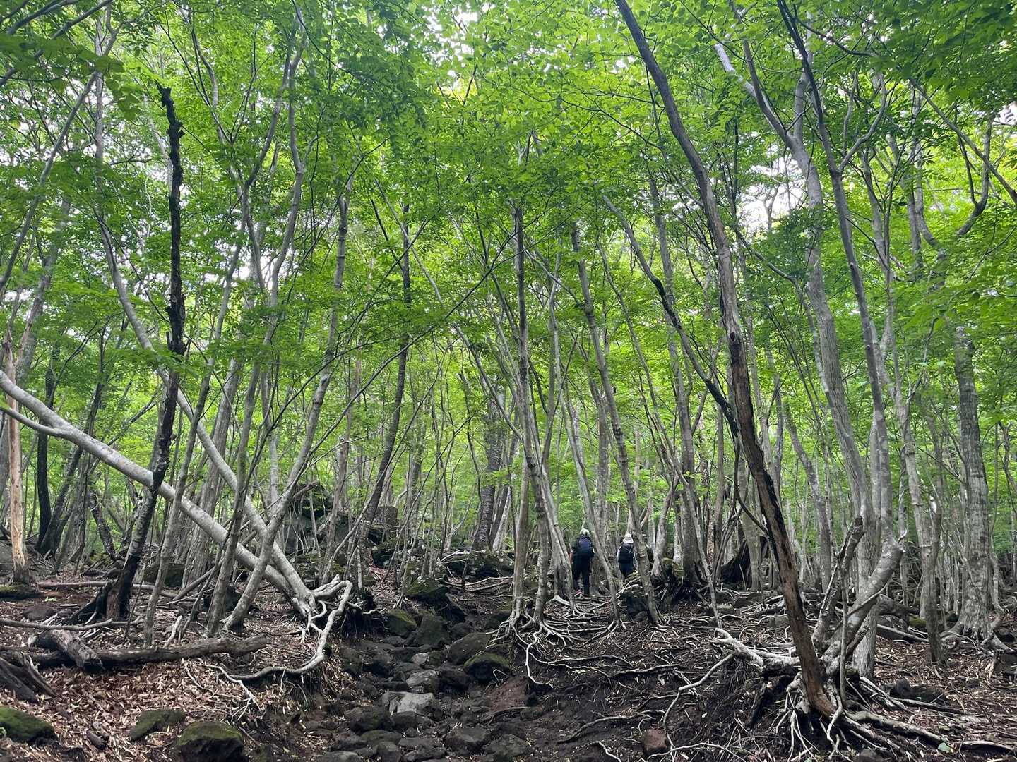 由布登山口バス停-由布岳正面登山口-由布岳 往復コースの写真