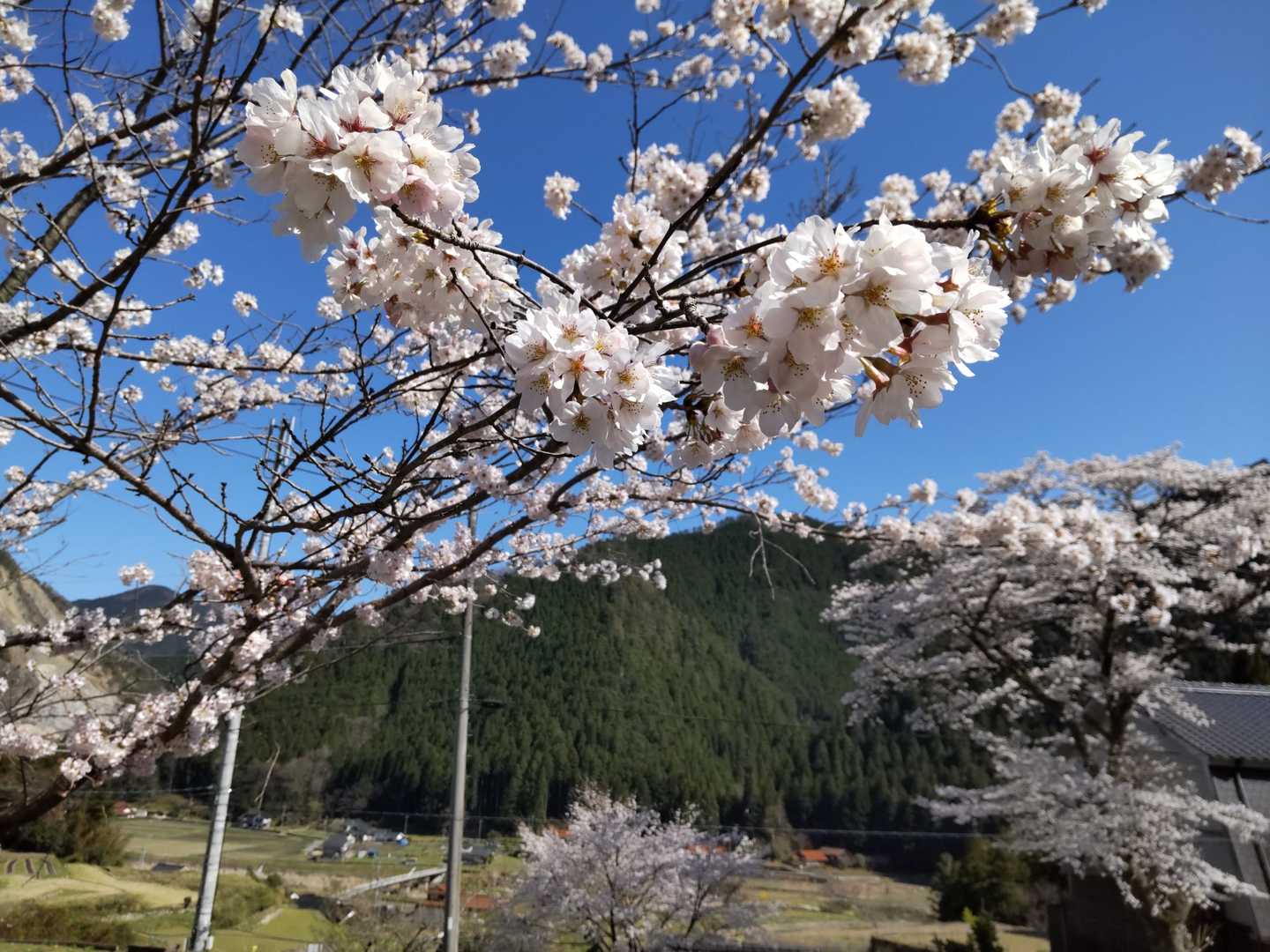 湯の山温泉駐車場の🌸