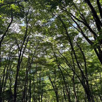 緑のトンネル