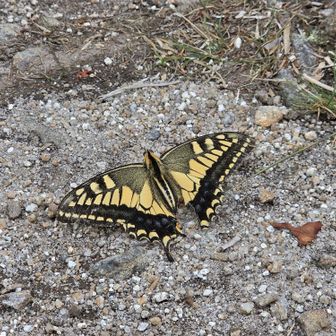 大きなキアゲハ発見🦋