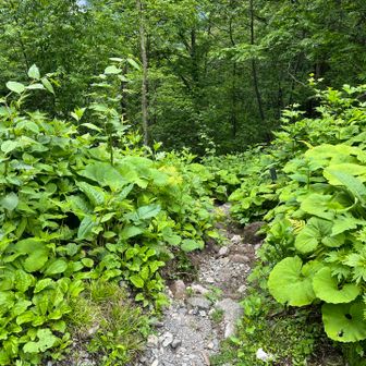焼岳駐車場から中の湯温泉ホテルに下る道。