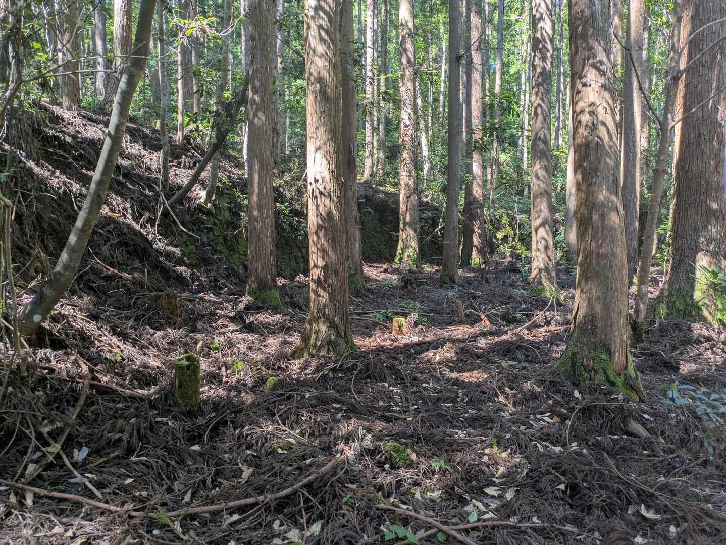 昔の人は廃村で山を出るときなど杉を植えてから出ました
孫の代には杉が資産になるであろうとの思いだったとか 
石垣の前の杉のあるところが茶屋跡