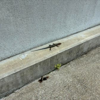 駐車場近くでトカゲ発見🦎