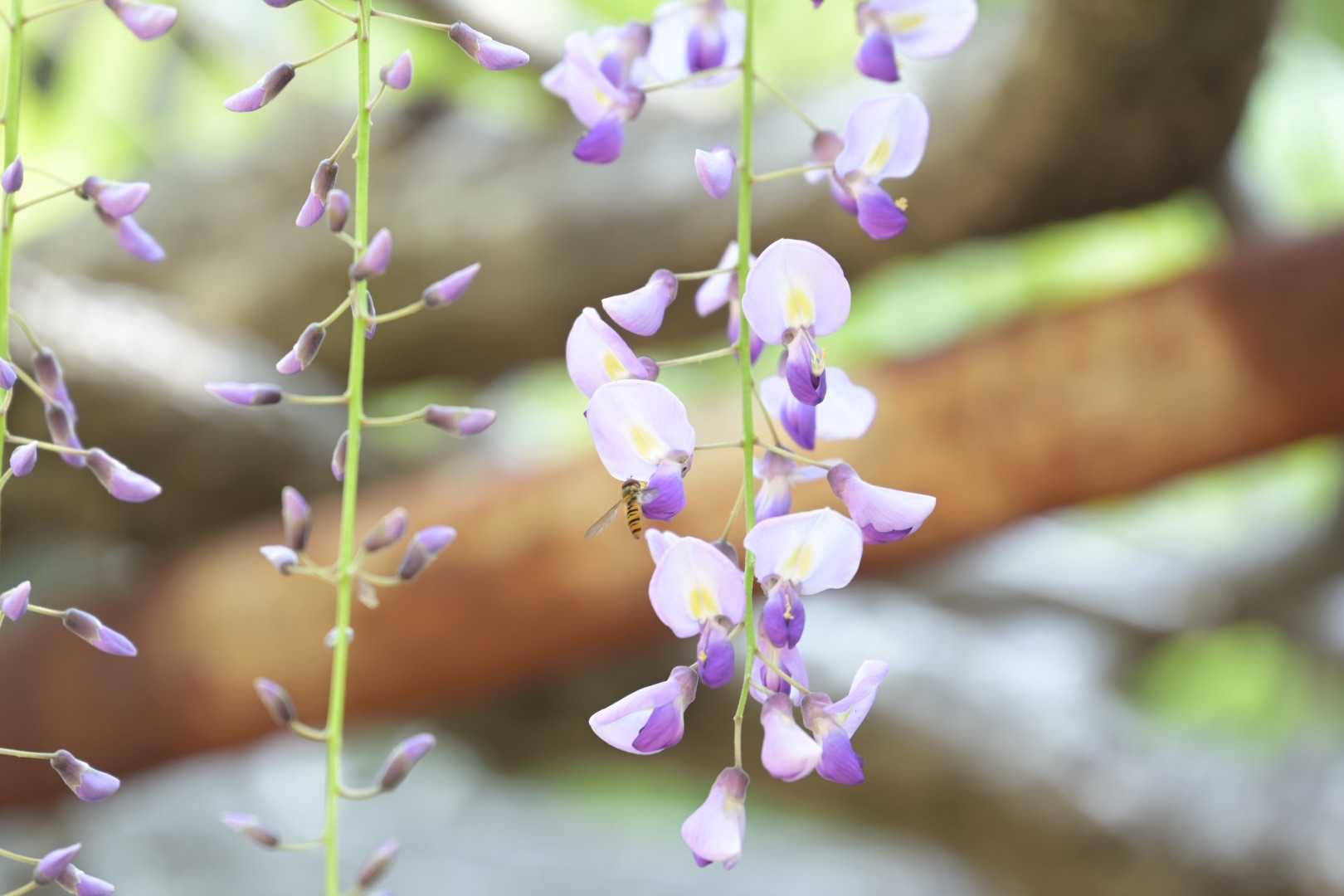 小ちゃいですが、花アブも仕事中😁
