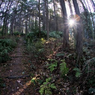 日が差してきた。空気もひんやりして少し寒い！顔を出した太陽をうにうにに撮影(うにうにとは光芒という現象でレンズと絞りの枚数でトゲトゲの数が変わるのだ)