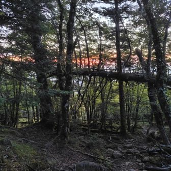 夜明けのトレイルは心地よい、暗いのでゆっくり進みます。