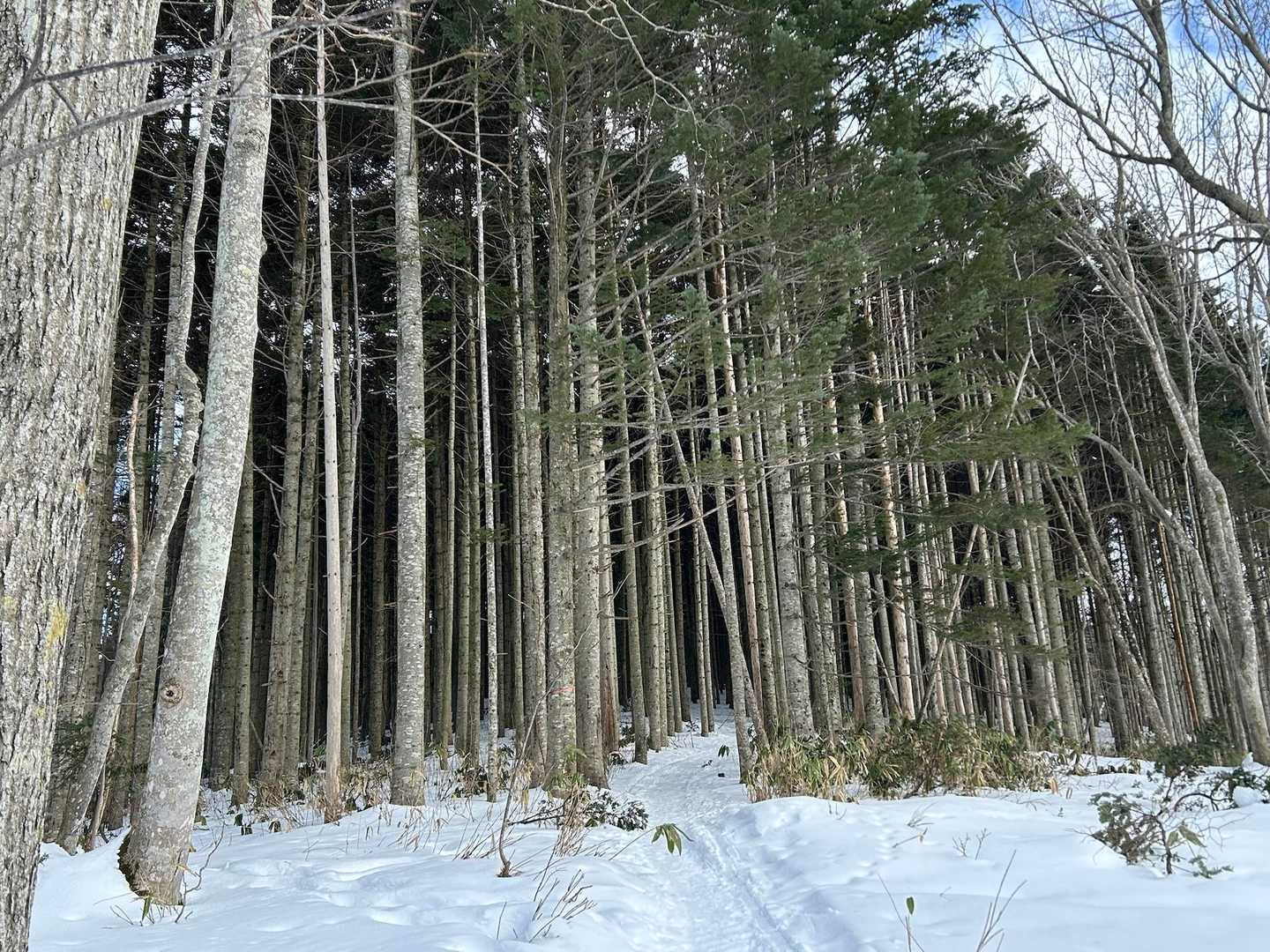 利根別自然公園登山口-萩の山 往復コースの写真