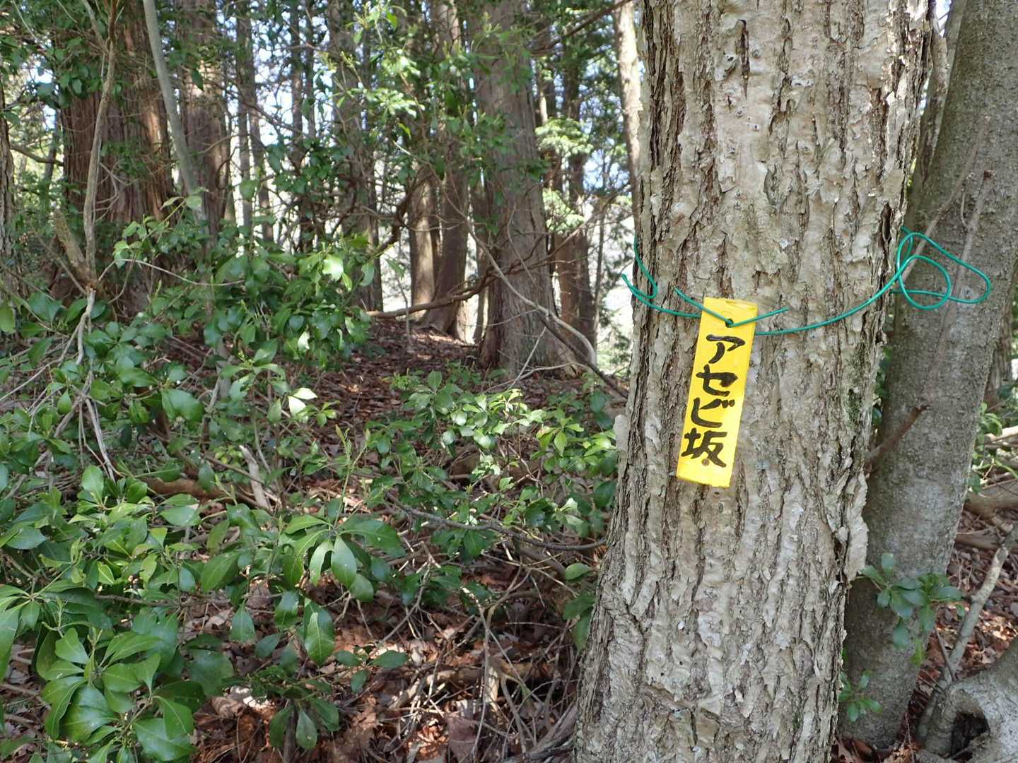 アセビの木は多いですが花は少ない。