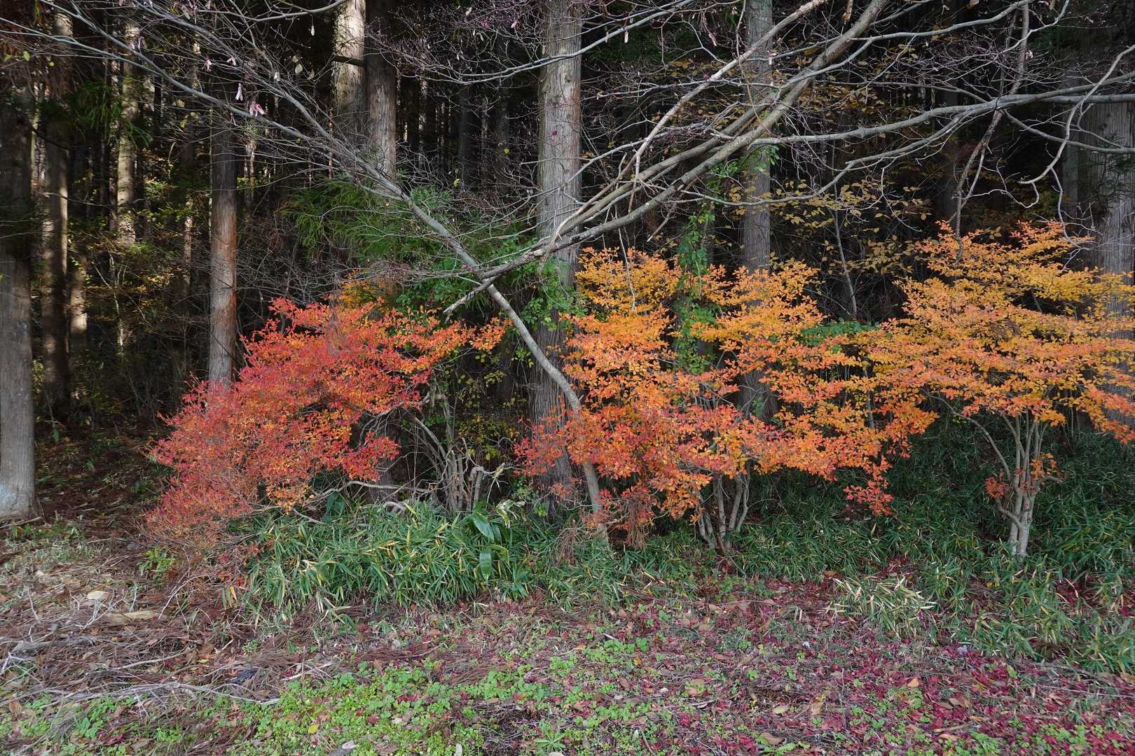 まだ紅葉が残っていました
