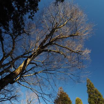 木々の枝の向こうに、澄みきった冬の空。