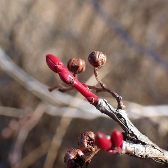 ネジキの新芽は赤さが目立ち日本三大美芽のひとつに数えられるという。