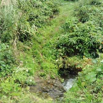 仏ヶ峰登山口まで複数回渡渉あり