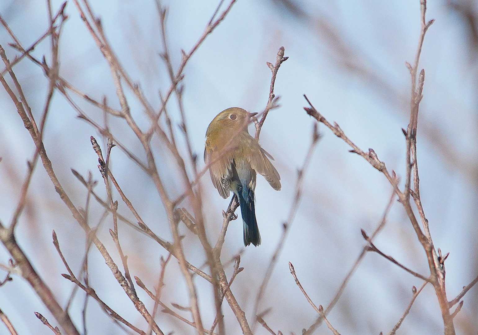プルプル