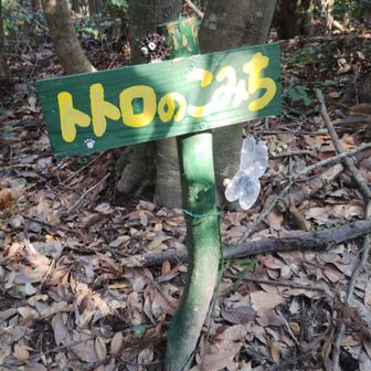 時間切れで歩けなかったトトロのこみち🥹