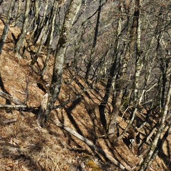 そこかしこに鹿。たまに雉。