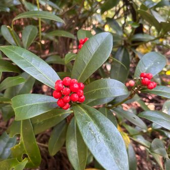 この時期はほとんど花がないも、ミヤマシキミ？の赤が鮮やか