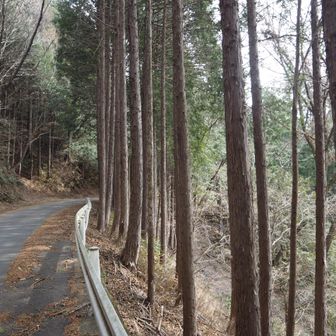 下山開始して30分ほどで公道にでます。
