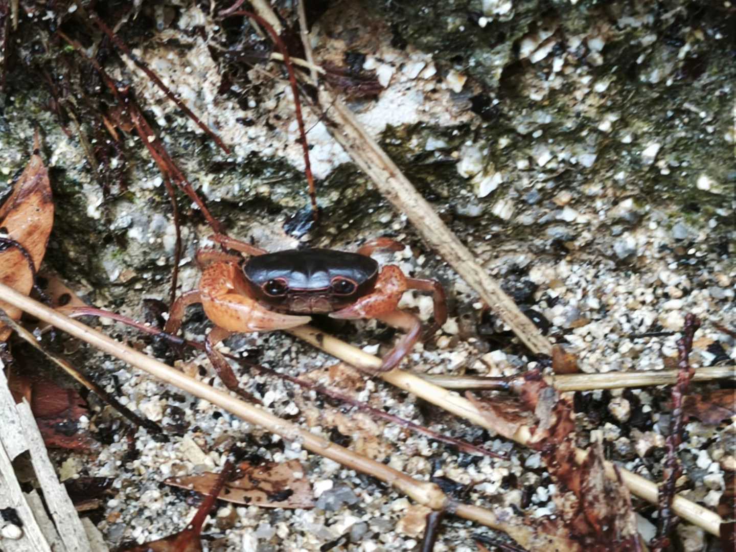 登山道に出てきたカニさん。踏まれないように気をつけてね。