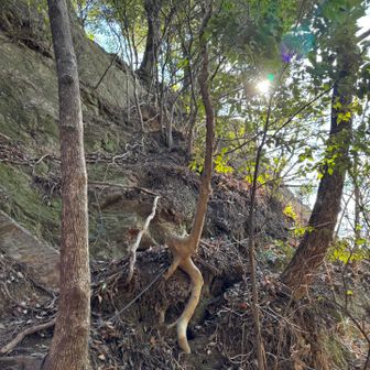 こんな鎖場登れないので
こっちのロープで

けっこう大変だけど
根っことか掴めば大丈夫
