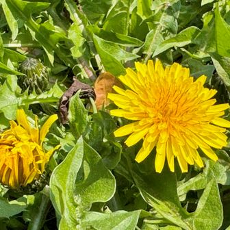 ぽぽんた💛(♡ˊ艸ˋ)♬*