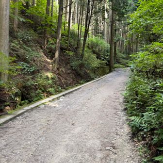 いつもの道を歩く。今日はここから上がっていく車が多かった。葛木神社の1000円送迎車も通ってました。