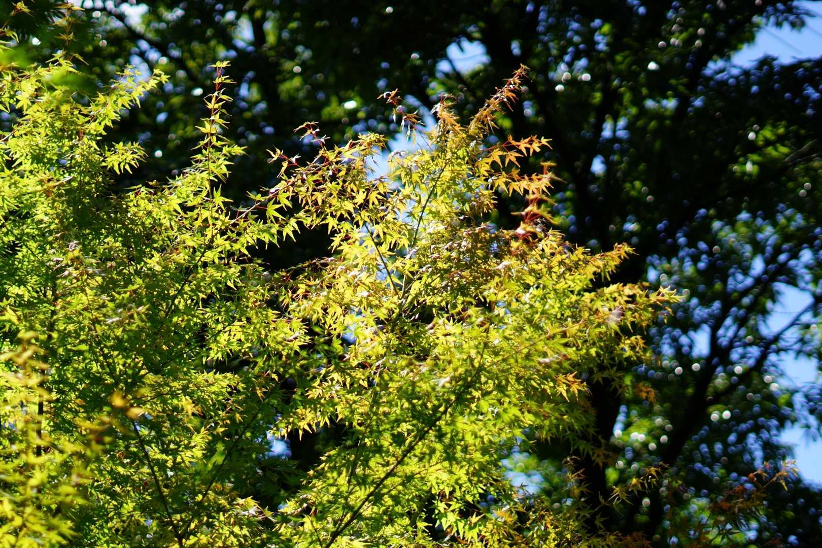 紅葉らしきものあり