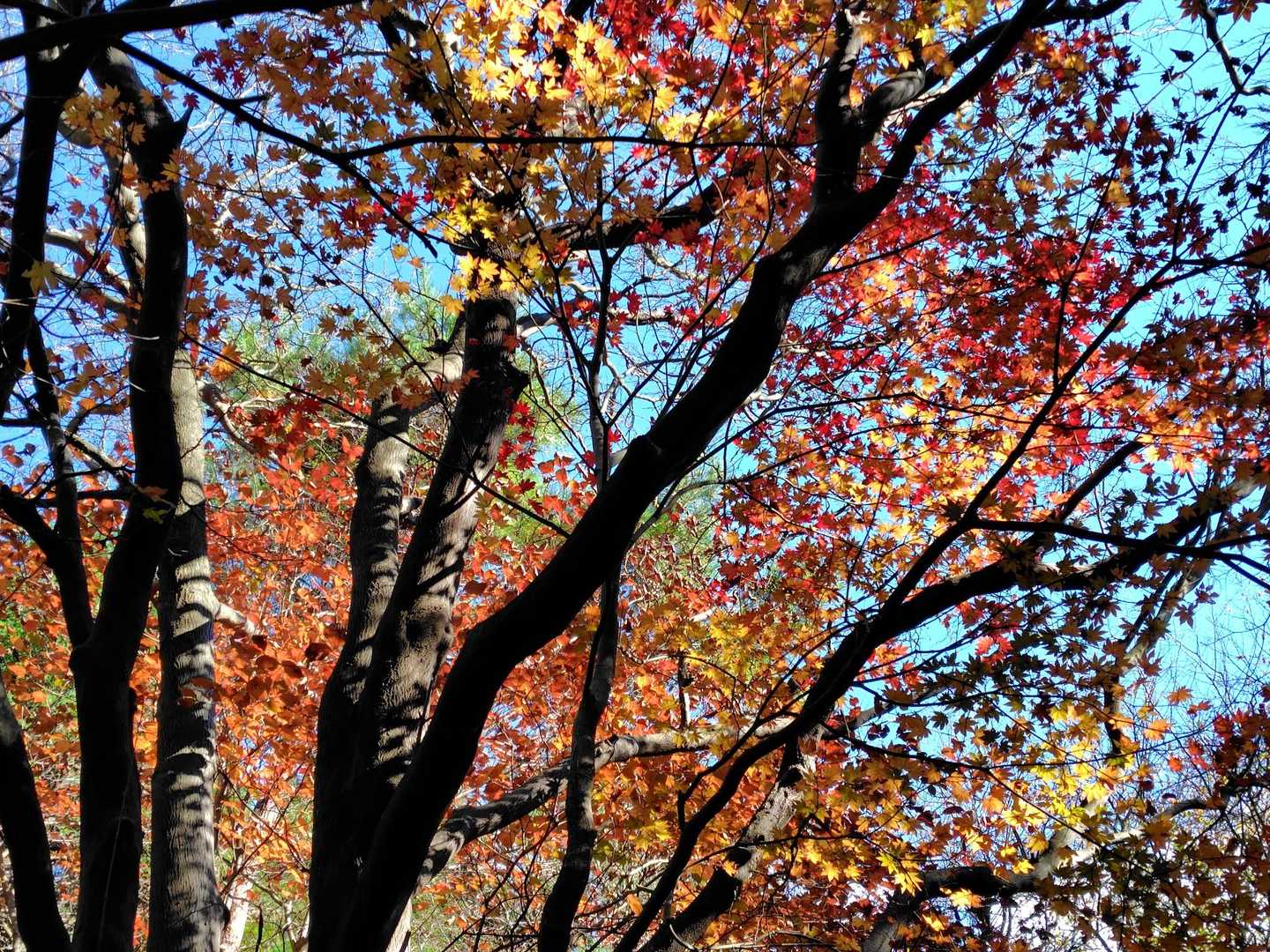 残った紅葉を観つつ