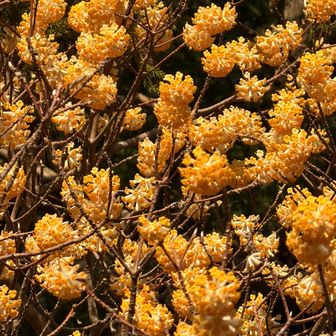 いっぱい♡甘ーい匂いがしました♡