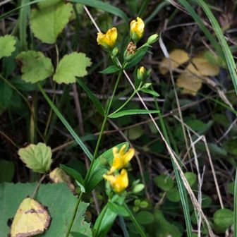 山頂休憩所の周辺の花です。オトギリソウ