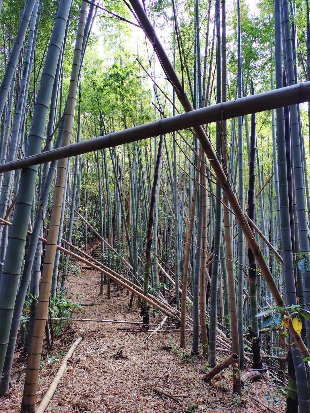 竹が行く手を阻む
