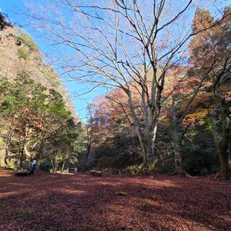 ここも楓の絨毯