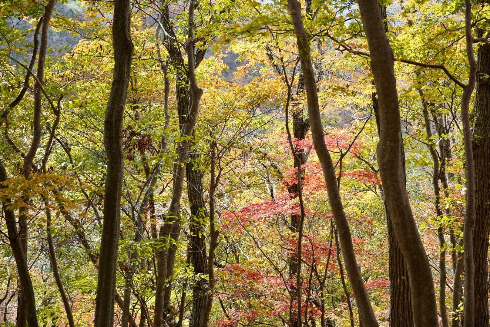 🍁