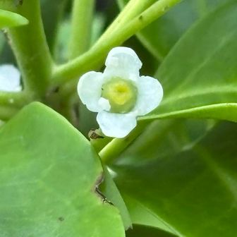 ソヨゴの花