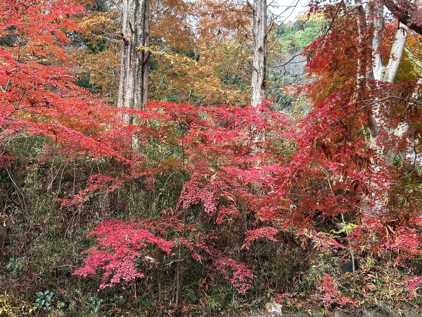 宇都宮市森林公園駐車場登山口-長倉山-鞍掛山-シゲト山-猪 周回コースの写真